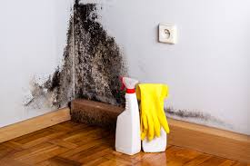 Best Mold Damage Restoration  in Sistersville, WV